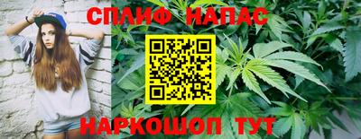 прущие грибы Новозыбков